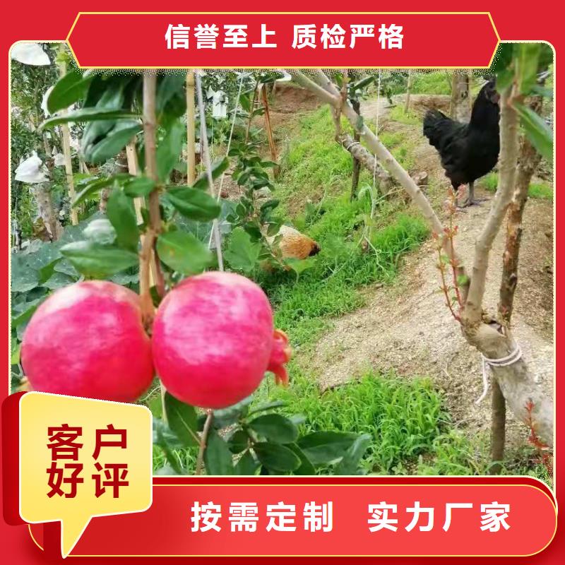 石榴公司報(bào)價(jià)價(jià)格合理