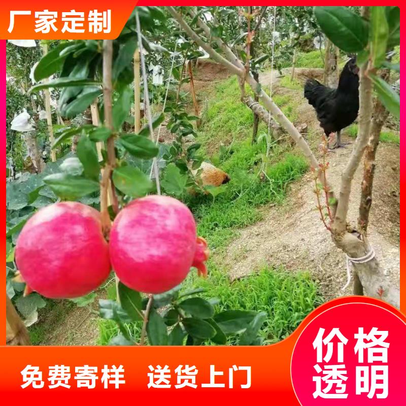 質(zhì)量好的石榴廠家