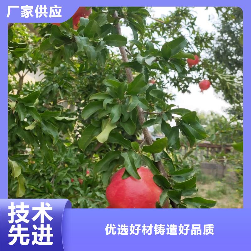 石榴誠(chéng)信立足