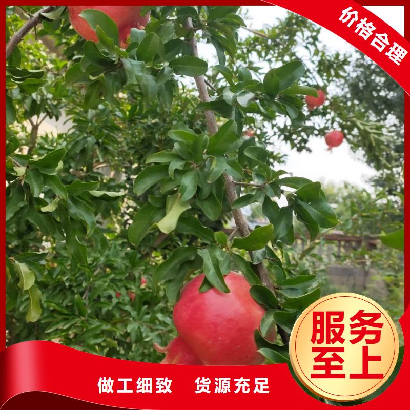 石榴重信譽(yù)廠家一對(duì)一為您服務(wù)