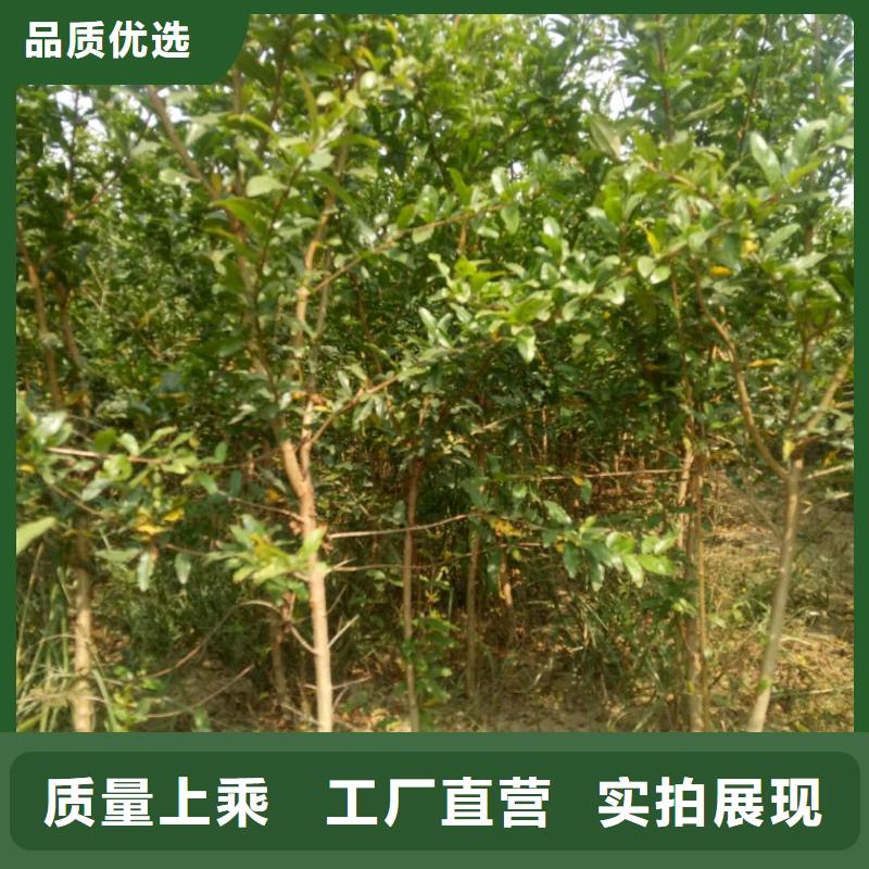 石榴-熱線開(kāi)通中