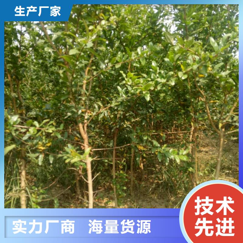 石榴批發(fā)零售-定做嚴謹工藝