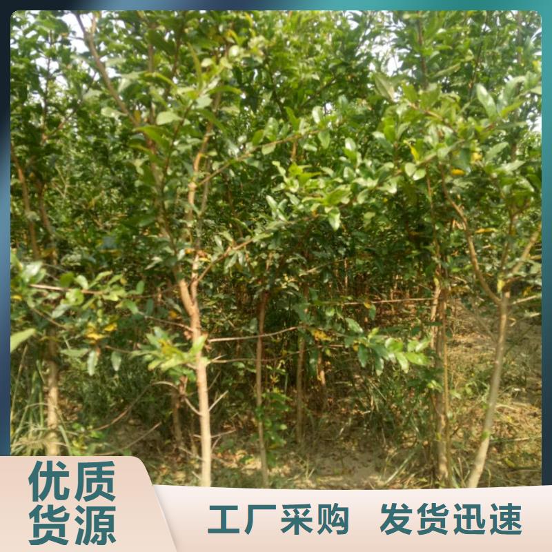 現(xiàn)貨供應(yīng)石榴_品牌廠家