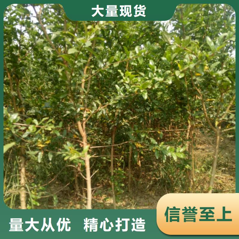 石榴直銷品牌:石榴生產(chǎn)廠家