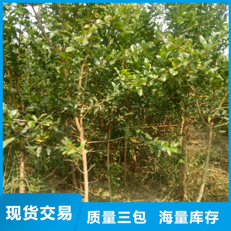 石榴-存貨充足