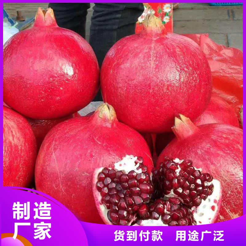石榴加工銷售