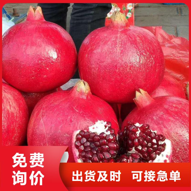 石榴圖片