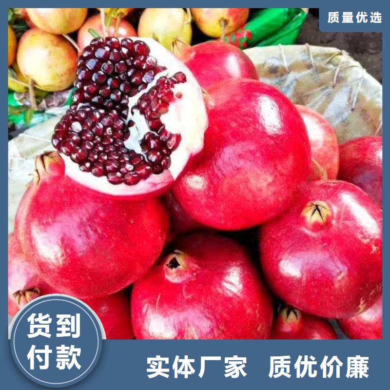 石榴實(shí)力大廠家