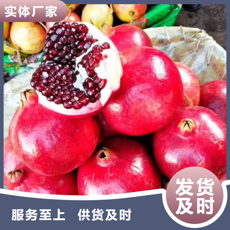 石榴銷售報價實力見證