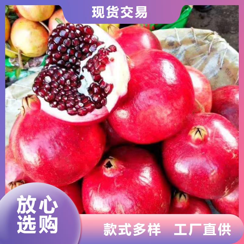 石榴-存貨充足廠家十分靠譜