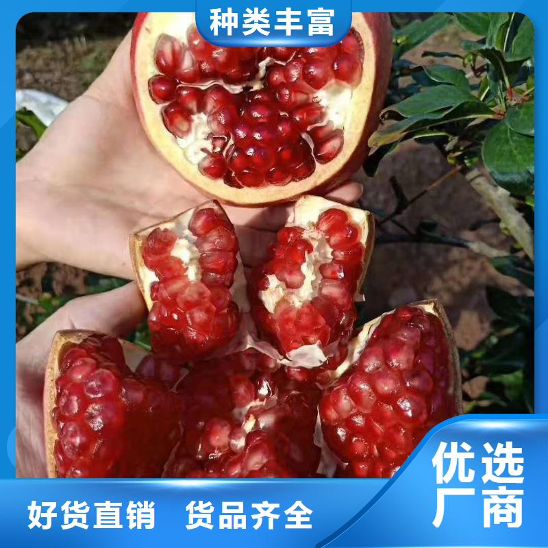 供應(yīng)批發(fā)石榴-好評