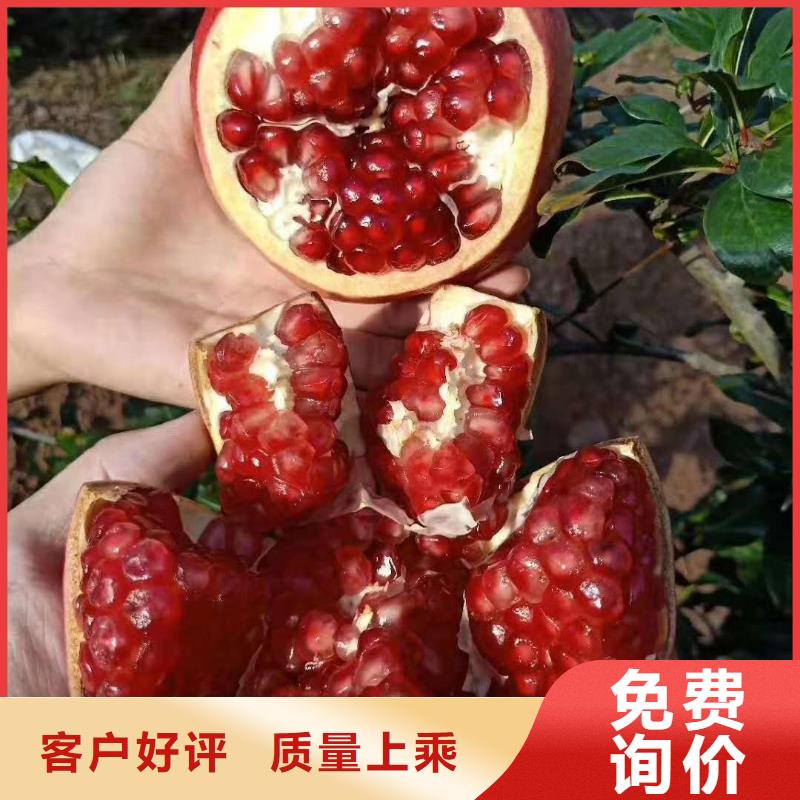 石榴廠家_精益求精源頭工廠