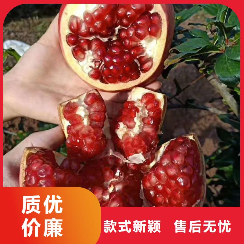 石榴優(yōu)質(zhì)供應(yīng)商價格透明