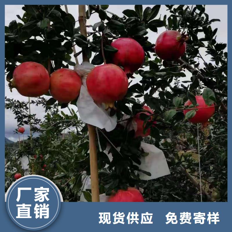 石榴-存貨充足
