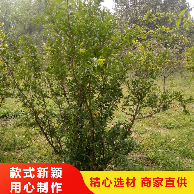 石榴-熱線開通中