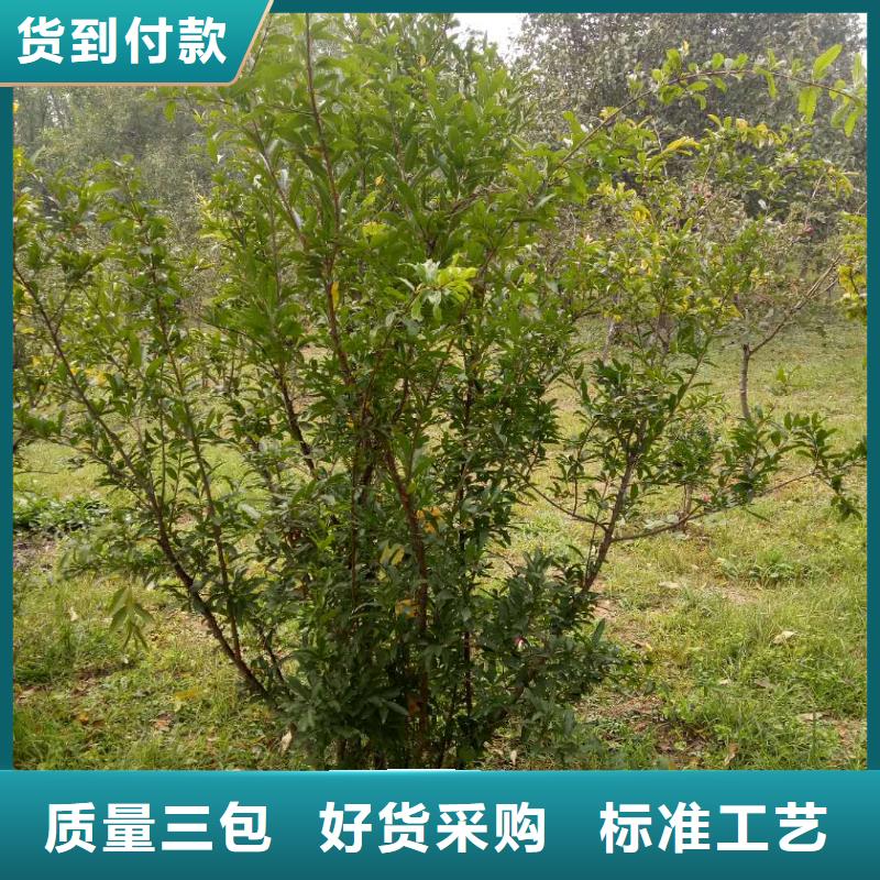 石榴費(fèi)用