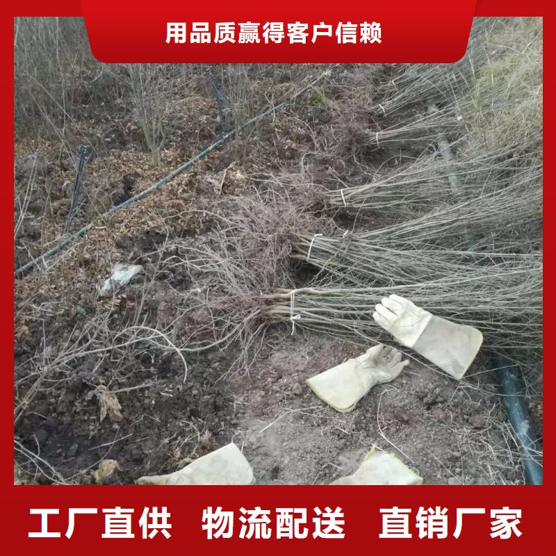 石榴、石榴廠家直銷-型號(hào)齊全質(zhì)量?jī)?yōu)價(jià)格低
