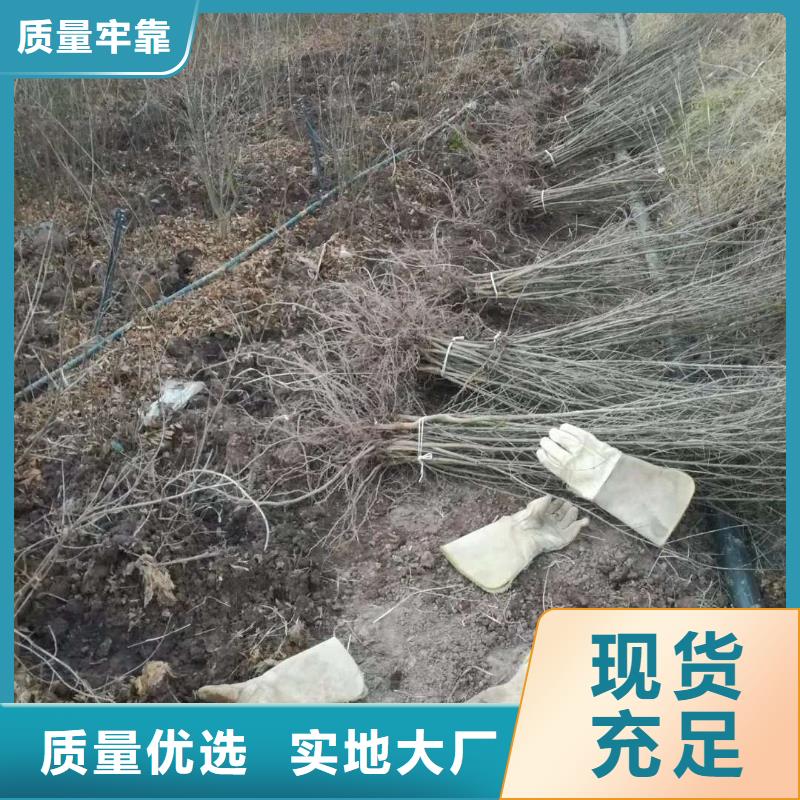 石榴-熱線開通中