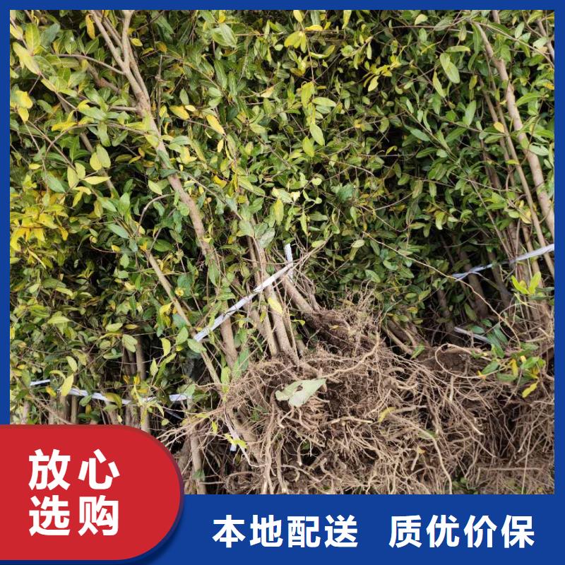 石榴-存貨充足