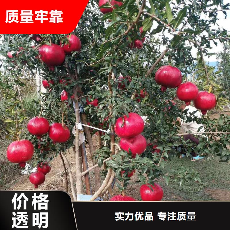 石榴費(fèi)用