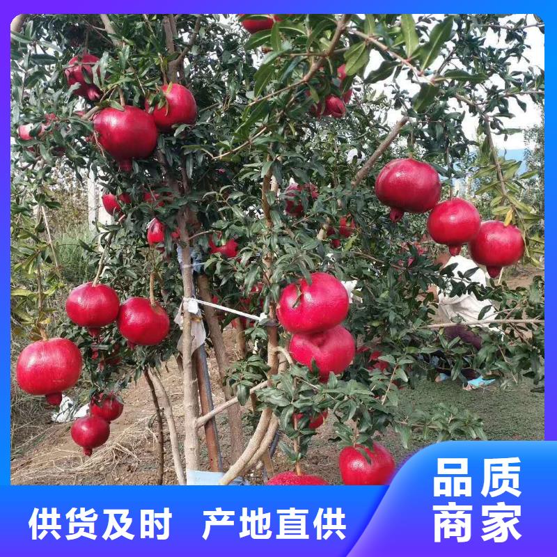 石榴-存貨充足