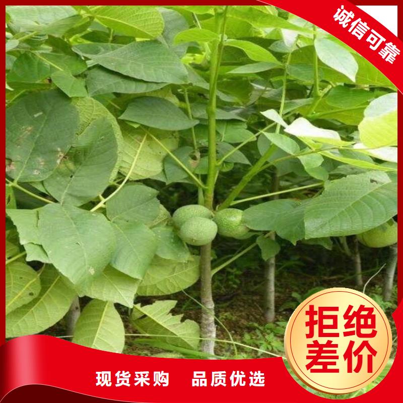 核桃市場價格實力見證