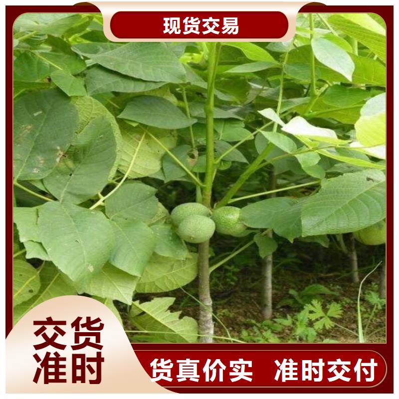 核桃促銷(xiāo)品質(zhì)保障價(jià)格合理
