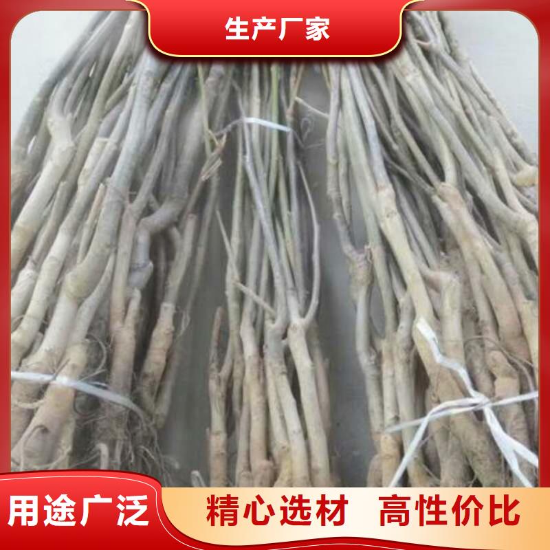 核桃生產(chǎn)經(jīng)驗豐富的廠家優(yōu)選廠家