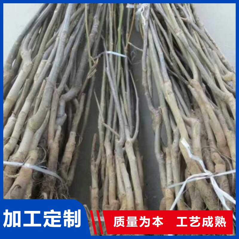 核桃工廠貨源工廠直供