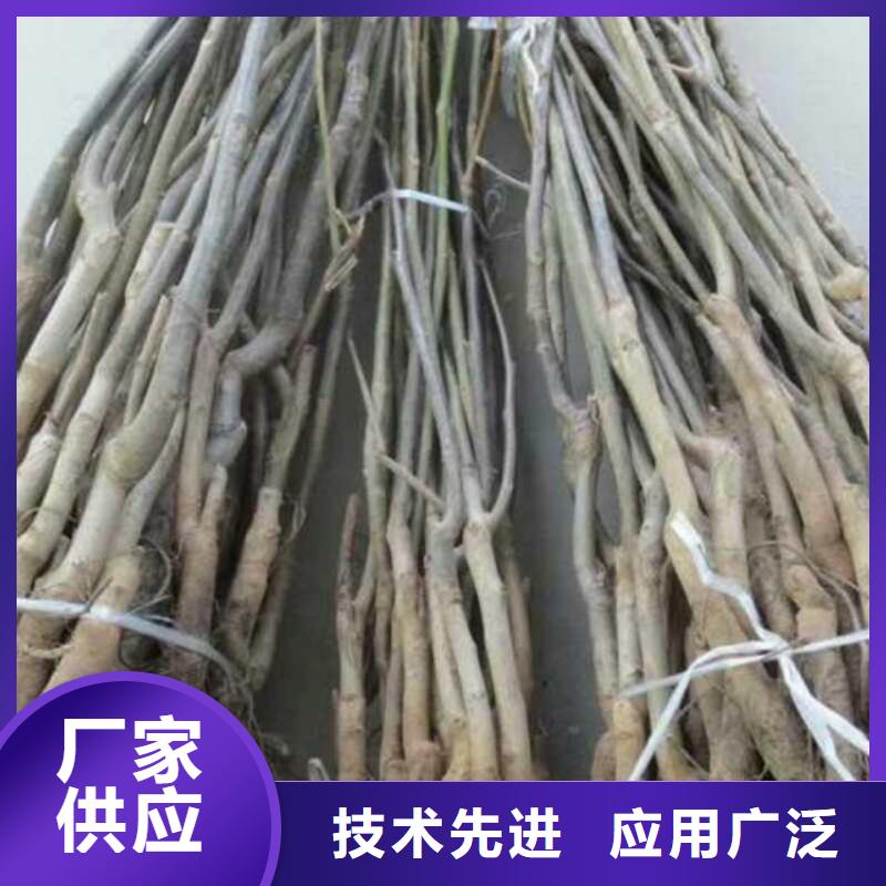 核桃當(dāng)天發(fā)貨多年廠家可靠
