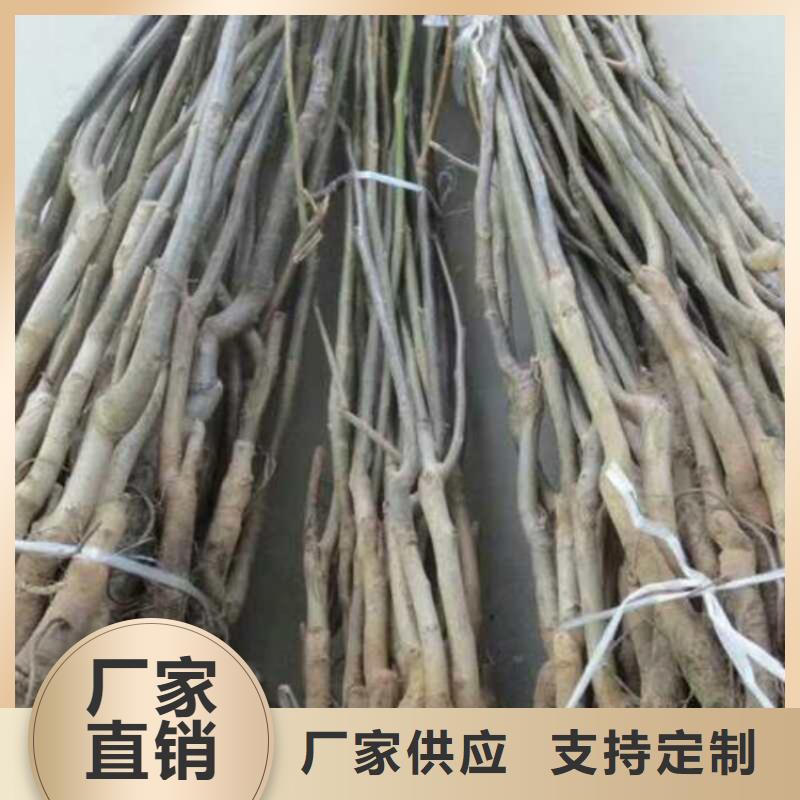 批發(fā)核桃的廠家當(dāng)?shù)仄放?></div>
				<h3>批發(fā)核桃的廠家當(dāng)?shù)仄放?/h3> 
								
            </a>
        </li>
               <li>
            <a href=
