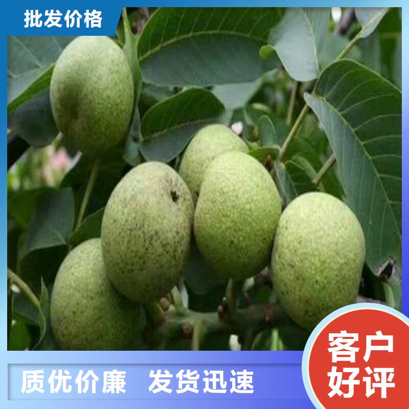 核桃長期有效當?shù)亟?jīng)銷商