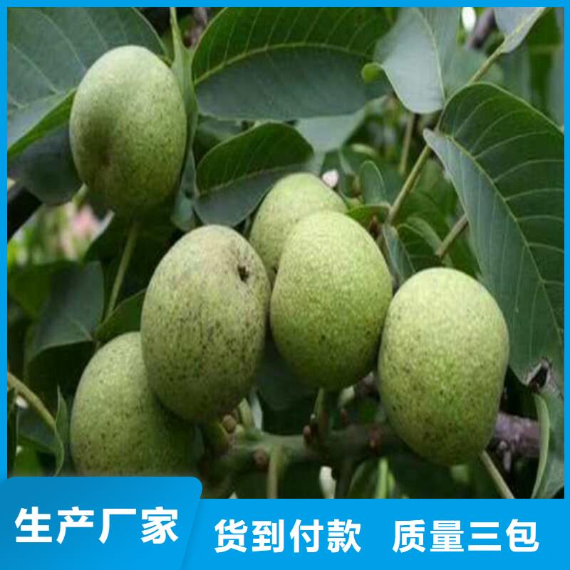 核桃-大品牌質(zhì)量有保障