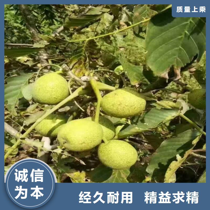 信譽(yù)好的核桃精工細(xì)致打造