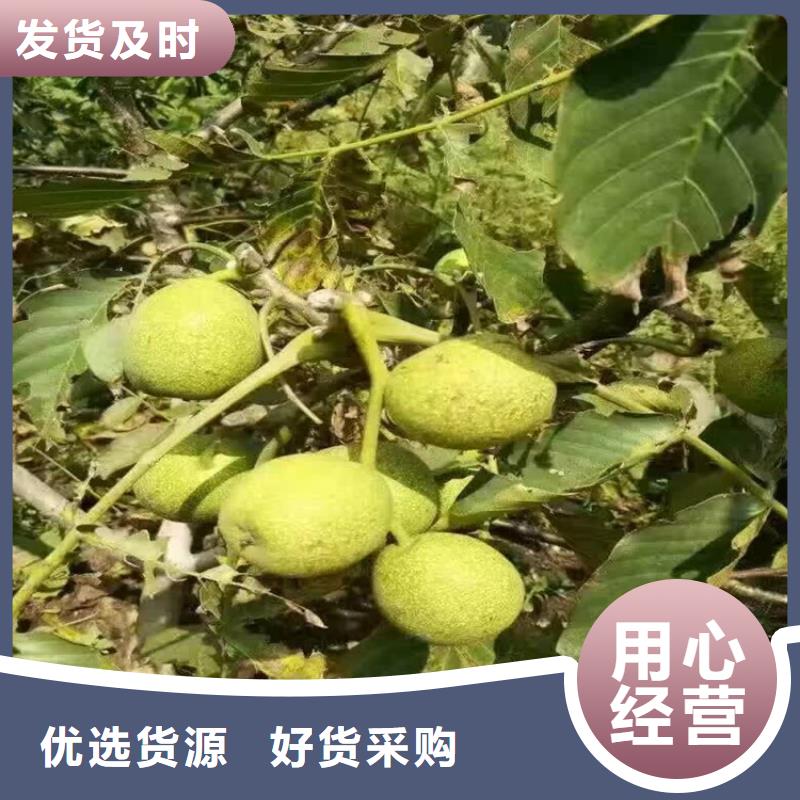 本地的核桃廠家