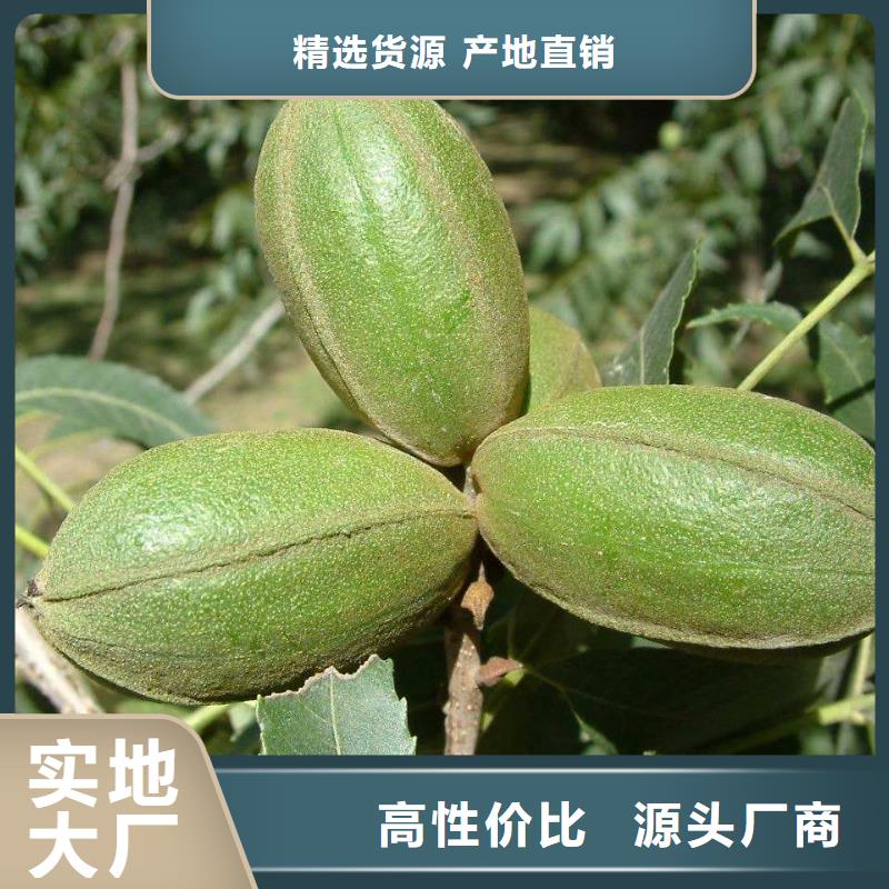 核桃制造工廠品質(zhì)商家