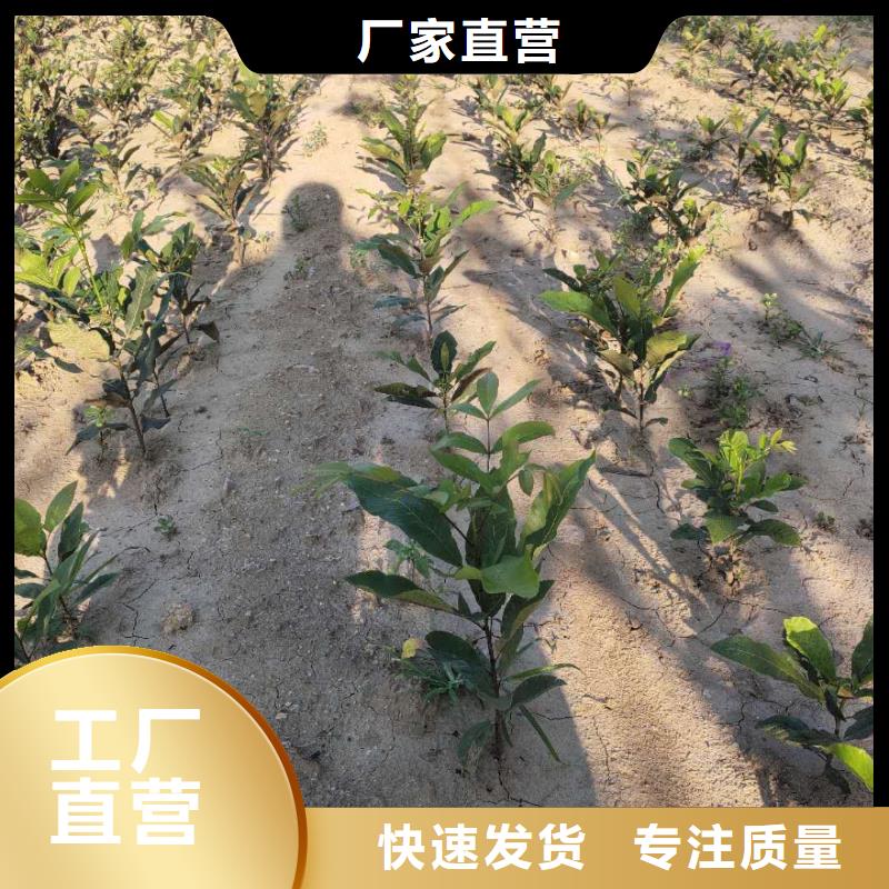 核桃知識(shí)