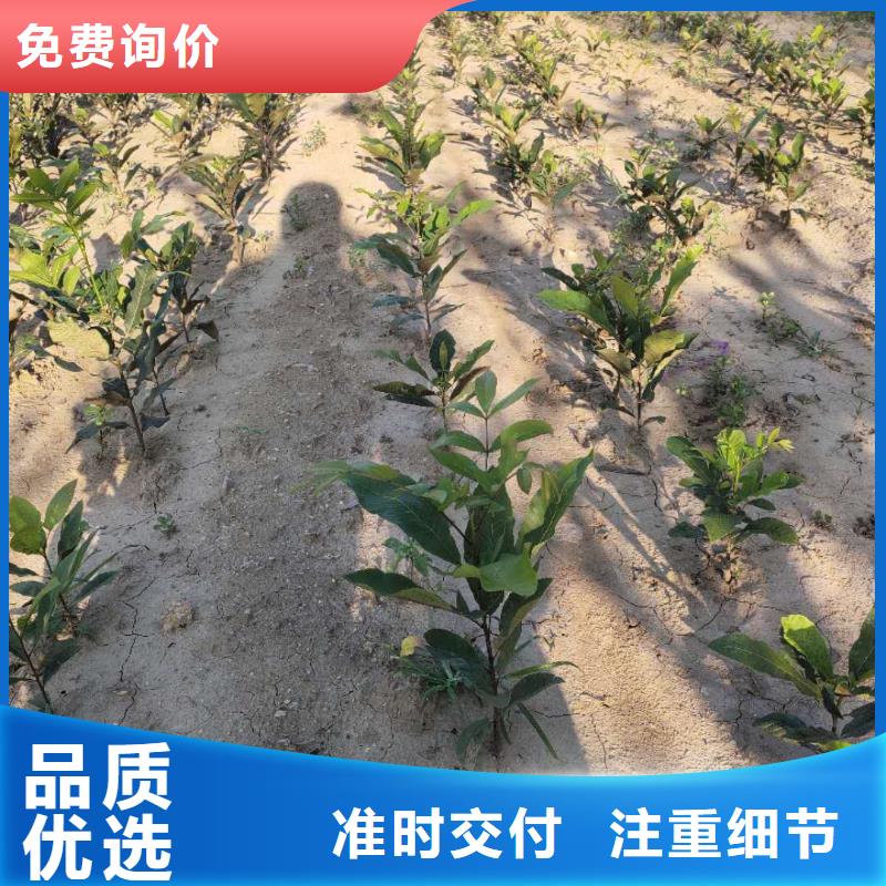 核桃公司報(bào)價(jià)