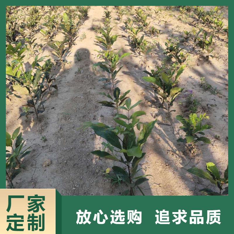 核桃百看不如一問一個起售