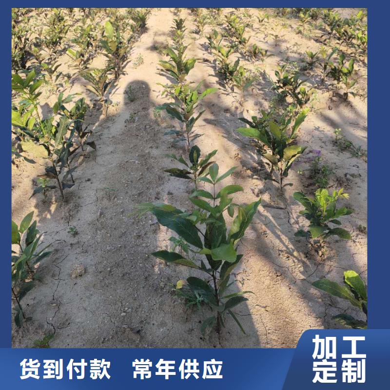 核桃生產(chǎn)經(jīng)驗(yàn)豐富的廠家
