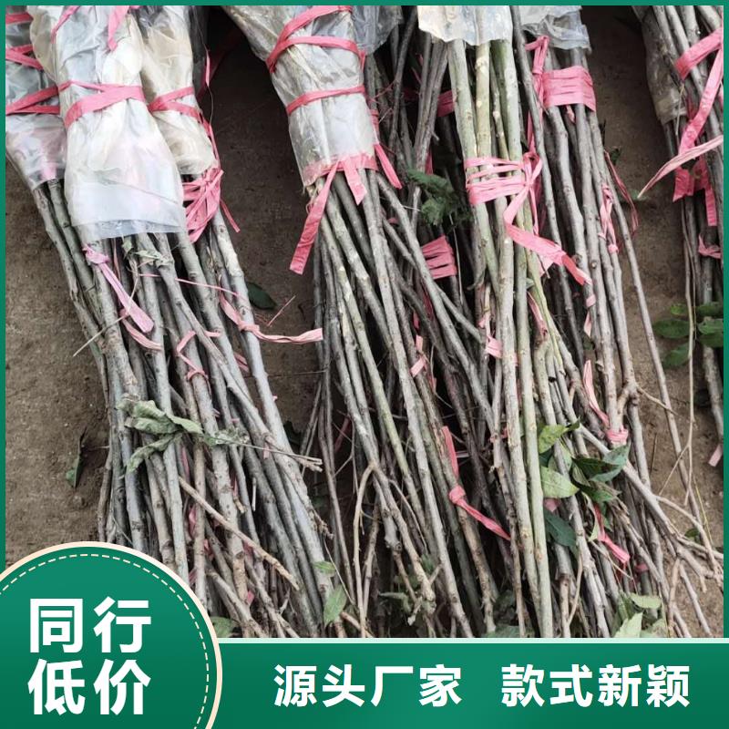 核桃、核桃生產(chǎn)廠家-當(dāng)?shù)刎浽? width=
