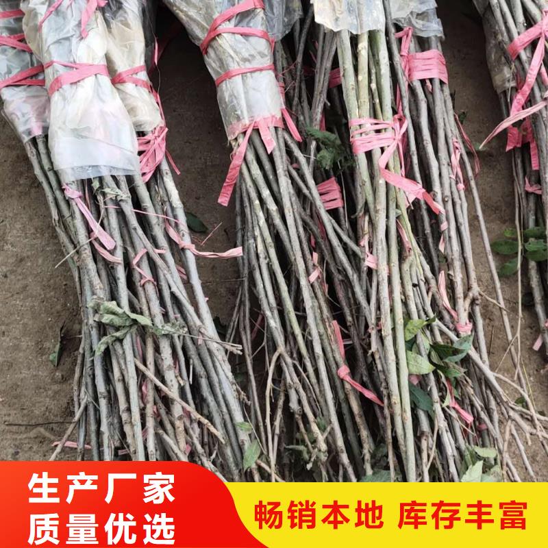 核桃生產(chǎn)商_潤鑫苗木種植銷售中心