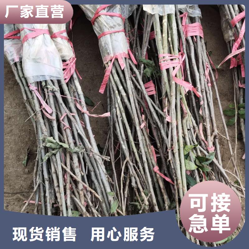 價(jià)格低的核桃品牌廠家嚴(yán)選用料