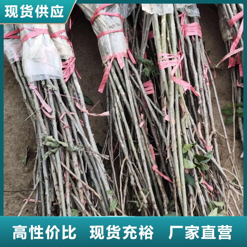 核桃現(xiàn)貨供應(yīng)廠家用品質(zhì)說話
