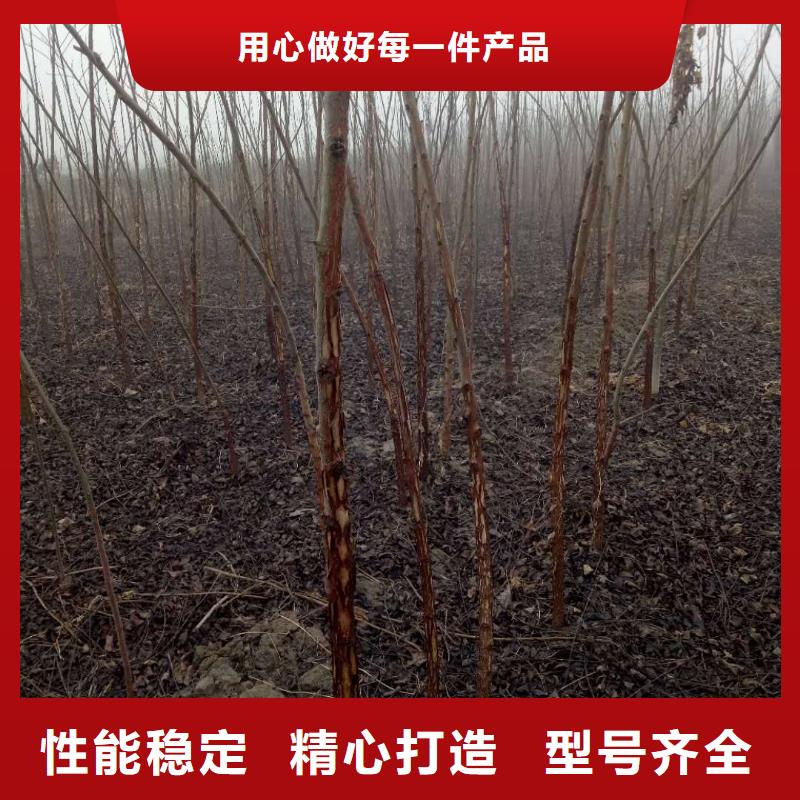 有現(xiàn)貨的核桃基地