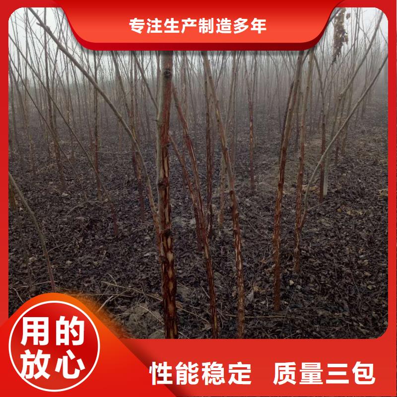 專業(yè)生產(chǎn)制造核桃供應(yīng)商實(shí)力派廠家