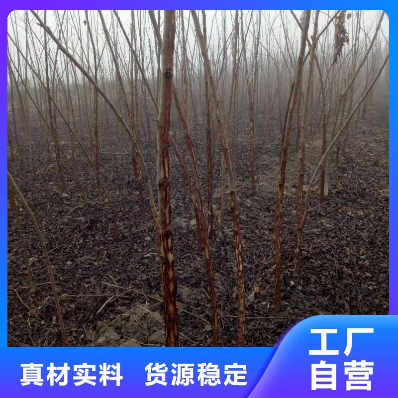 核桃甄選廠家
