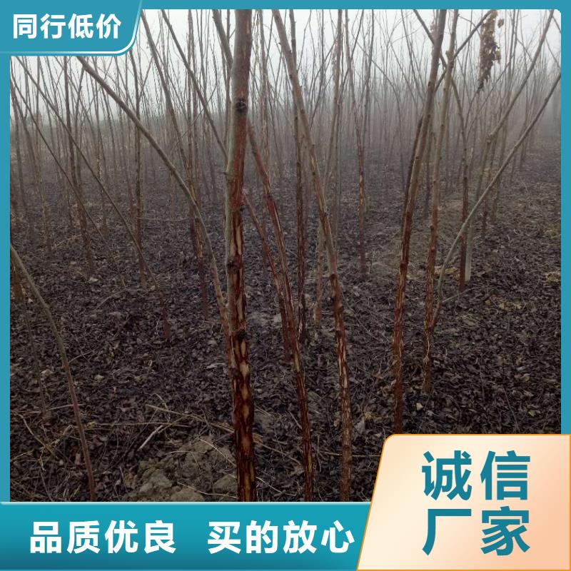 供應(yīng)批發(fā)核桃-保量低價(jià)貨源