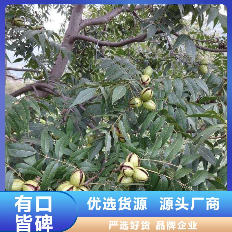 核桃優(yōu)質(zhì)之選