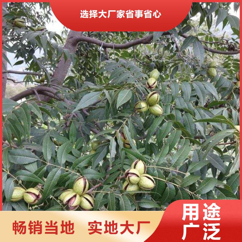 核桃廠家熱銷